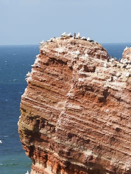 Northern gannet colony on Heligoland on a sunny summer day
