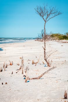 Dry trees and stumps on a beach in Fort DeSoto County Park in St. Petersburg, Florida