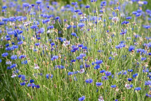 the blue carnation flowers in the countryside