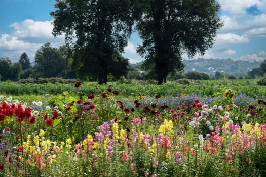 a view of multicolor flower field