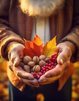 Closeup old grandpa hands holding nuts and berries with colorful leaves over autumn garden background. Senior male farmer picks up the harvest, fall seasonal concept