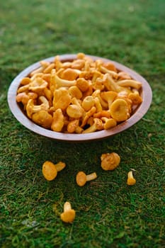Fresh chanterelles in a wooden bowl