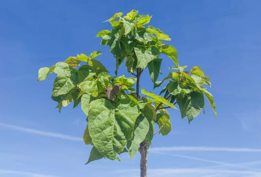 Young catalpa tree or catawa. Hghly appreciated specie for its ability to provide shade