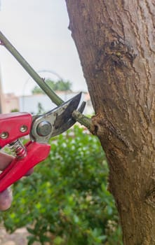 Removing suckers from black mulberry tree stem. Shears scissor of one hand