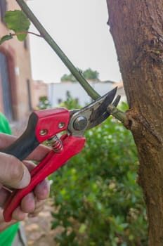Removing suckers from black mulberry tree stem. Shears scissor of one hand