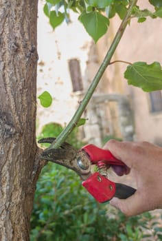 Removing suckers from black mulberry tree stem. Shears scissor of one hand