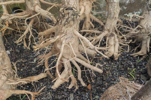 Bare-root young trees stored. Tree planting tasks in gardens