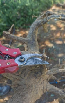 Pruning for root health before planting. Shears scissor of one hand