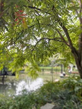 Tropical garden with amazing plants and flowers, stock photo