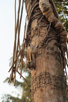 A chipmunk on the trunk of a tree in the Garden of Dreams in Thamel, Kathmandu, Nepal 2022