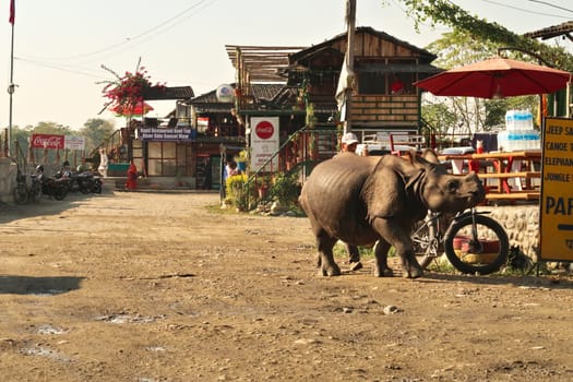 A small Rhino exploring the Sauraha village, close to the Chitwan National Park, Nepal 2022