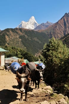 Yaks are carrying luggage, Tengboche, Tangboche village, the trail leading up to it and the snow covered Ama Dablam peak can be seen in the background, Mount Everest Base Camp Trek, EBC, Nepal