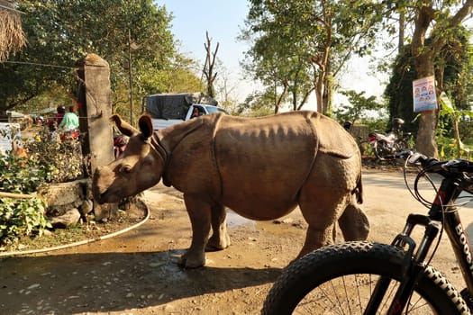 A small Rhino strolling, wandering through Sauraha village, close to the Chitwan National Park, Nepal 2022