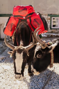 Two yaks in front of the teahouse, one of them loaded with luggage, Gorakshep, Gorak Shep village, Mount Everest Base Camp Trek, EBC, Nepal 2022