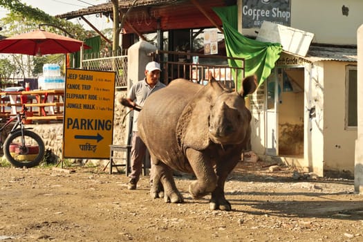 A small Rhino wandering, strolling through the Sauraha village, close to the Chitwan National Park, Nepal 2022