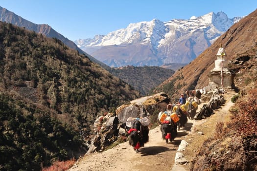 Yaks carrying goods up the trail to Pangboche next to a stupa, in the back Tengoche, Tangboche village in front of Mount Kongde Ri, Mount Everest Base Camp Trek, EBC, Nepal 2022