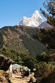 Yaks are carrying luggage, Tengboche, Tangboche, the trail leading up to it and the snow covered Ama Dablam peak can be seen in the background, Mount Everest Base Camp Trek, EBC, Nepal 2022