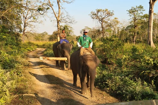 An encounter with park rangers on working elephants, one carrying a tree trunk, log in the Chitwan National Park, Nepal 2022
