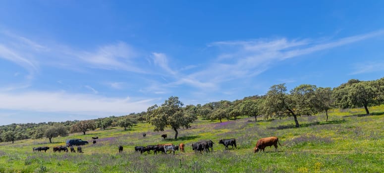 black bulls in a bull farm (for bullfights) near Granada, Andalucia, Spain