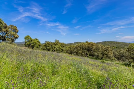 A field with wild plants and trees in a farm outside Granada, Andalucia, Spain