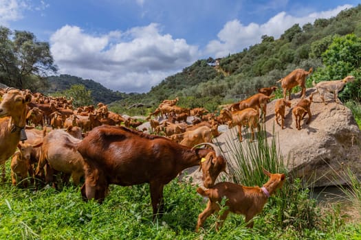 Goats in a farm in Andalucia, Granada, Spain