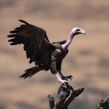 A group of vultures sits on the ground and looks for prey