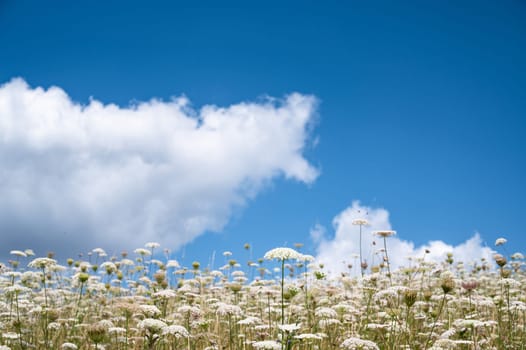Meadow with white yarrow and hogweed flowers, blooming wildflower field, blue sky and clouds, nature in summer, environment and ecology concept
