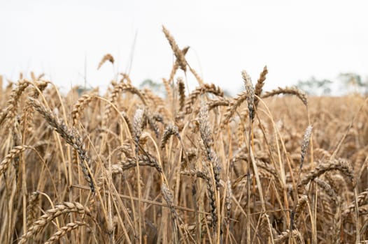 Moldy grain ears caused by heavy rainfalls, field with cultivated wheat, harvest in summer, food agriculture, farmland countryside