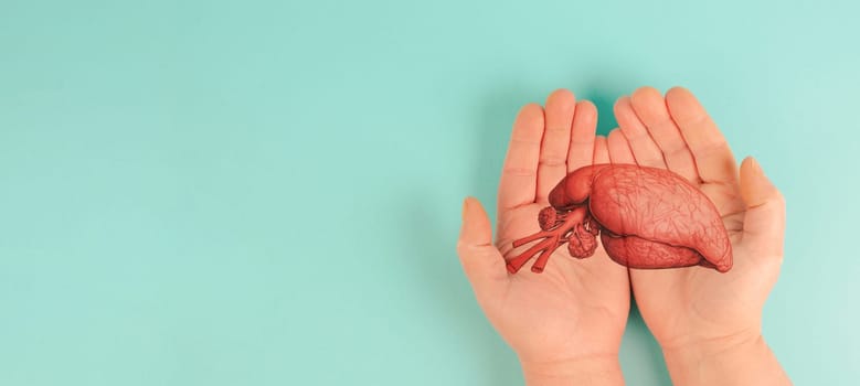 Liver organ infected with virus, world hepatitis day, diagnosis of cancer, cirrhosis health issue, alcoholic fatty liver