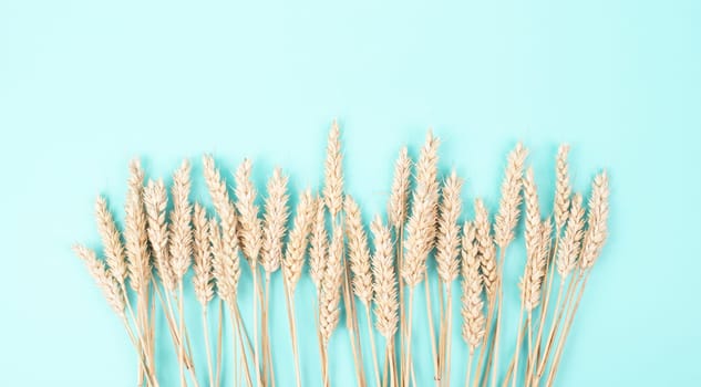 Wheat ears, gluten intolerance, celiac disease or grain allergy, harvest in summer, agriculture for food, farm, blue background