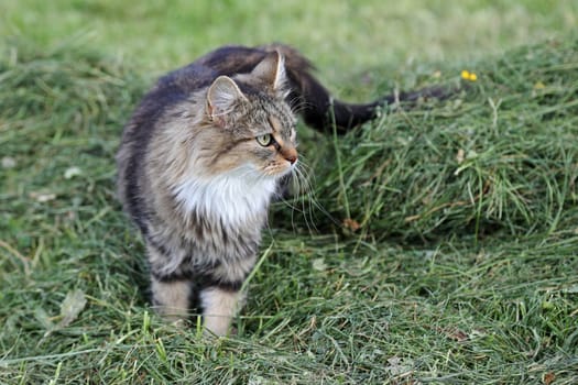 A pretty cute young Norwegian Forest Cat in the hay