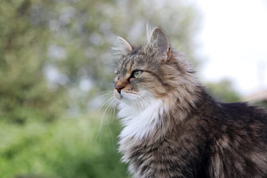 A pretty cute young Norwegian Forest Cat