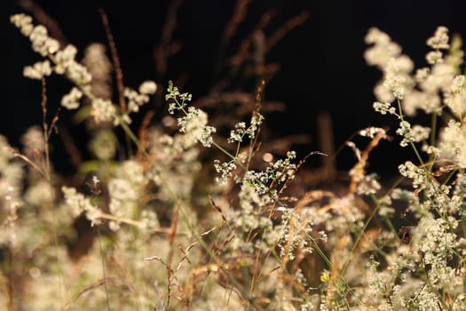 Grasses, plants and flowers in a field backlit by the evening sun