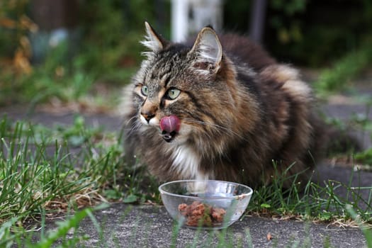 A pretty Norwegian Forest Cat licks its mouth after eating