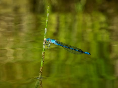 Side full body view of a horseshoe damselfly (lat: Coenagrion puella) sitting on a stem protruding vertically from the water in front of an uncluttered natural background.