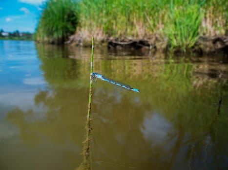 Side full body view of a Damselfly (lat: Coenagrion puella) sitting on a stem protruding vertically from the water in front of a blurred natural background of Lake Gruentensee in Bavaria.