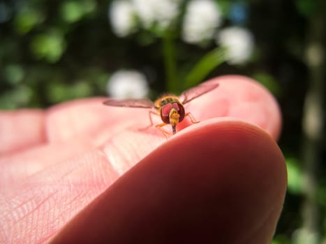 Frontal close-up view of a common hoverfly (lat. Episyrphus balteatus) sitting on a human finger.
