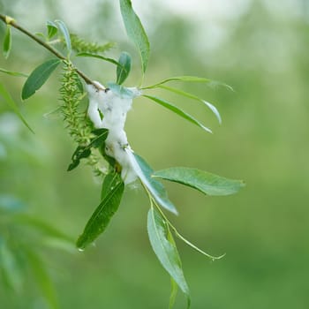 Foam nest of the brown willow spittlebug, Weidenschaumzikade, Aphrophora salicina. The larva is hidden in the foam and develops there