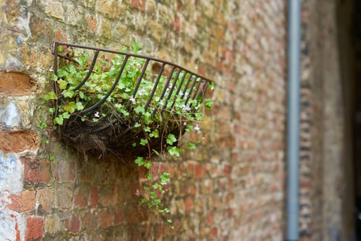 Kenilworth ivy, Zimbelkraut, Cymbalaria muralis, as decoration in a basket in the old town of Bruges in Belgium