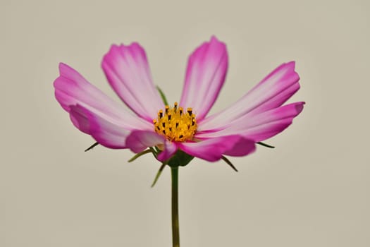 Cosmea, flower on a grey, blurred background