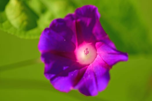 morning glory with flower, drug of the aztecs on a green background
