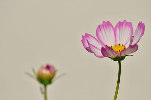 Cosmea, flower on a grey, blurred background