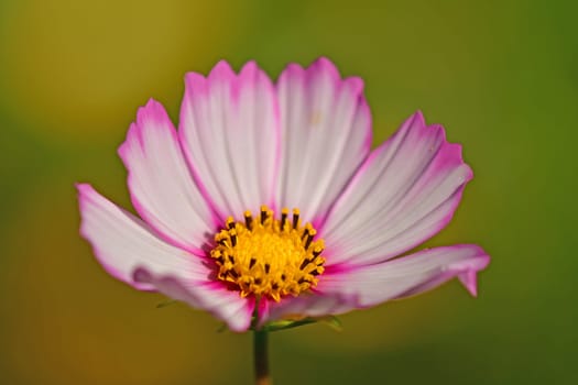 Cosmea, flower on a green, blurred background