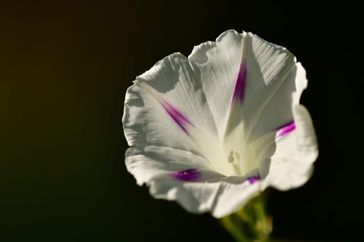 morning glory with flower, drug of the aztecs on a dark background
