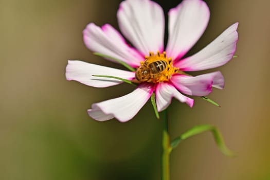Cosmea, flower with honey bee on a green, blurred background