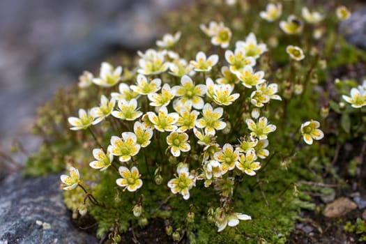 Saxifraga bryoides - Wild flowers in Alps, Austria, Europe