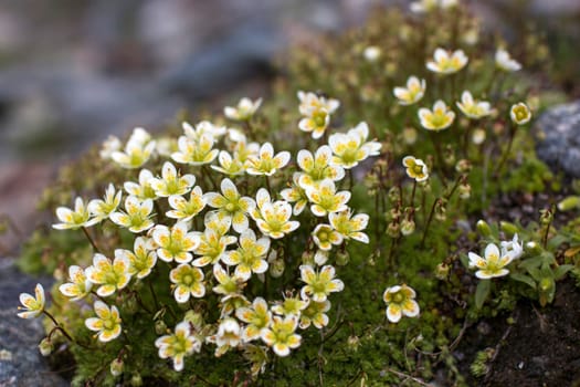 Saxifraga bryoides - Wild flowers in Alps, Austria, Europe