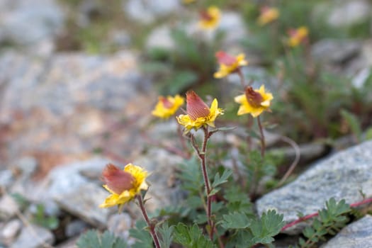 yellow flowers - Wild flowers in Alps, Austria, Europe