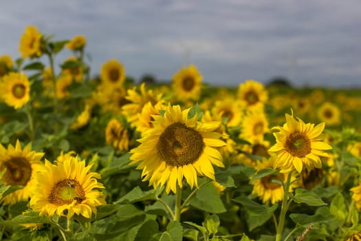 Sunflowers (helianthus) in a field - summertime