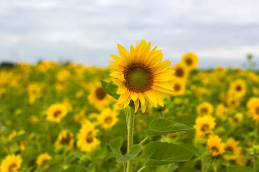 Sunflowers (helianthus) in a field - summertime